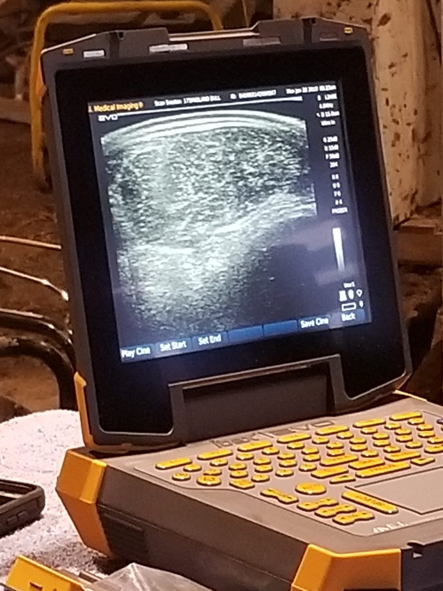 Ultrasound & Fertility Testing Midland Bull Test